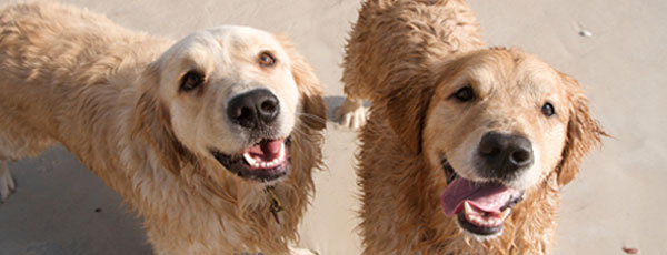 Two dogs on the sand at Brighton Beach