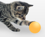 Cat Playing