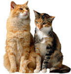 Cat Club