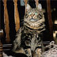 Siberian Forest Cat