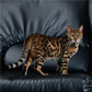 Bengal