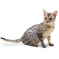 Ocicat