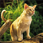 Burmese