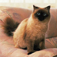 Ragdoll