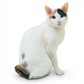 Japanese Bobtail