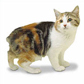 Manx