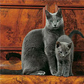 Russian Blue