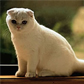 Scottish Fold
