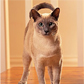Tonkinese