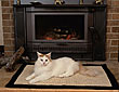 Turkish Van