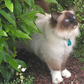 Birman