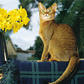 Abyssinian