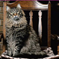 Maine Coon