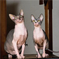 Sphynx