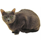 Korat