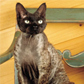 Devon Rex