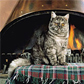 Exotic Shorthair