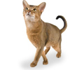 Cat Breeds