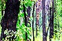 St Andrews bushland