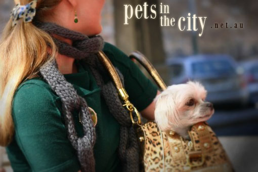 Pets in The City