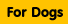 Adopting an Adult Dog