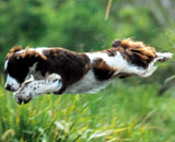 Teaching your dog to fetch
