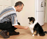 Teach Your Dog to Sit