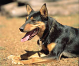 Teach your dog to lie down