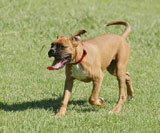 Teach your dog to come