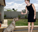 Teach Your Dog to Stay