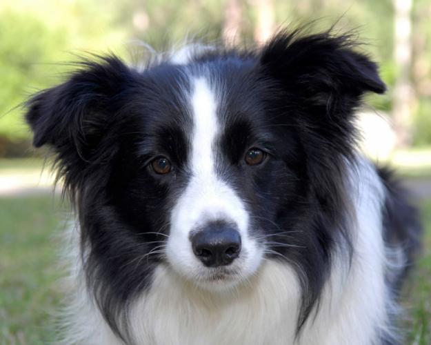 Border Collie