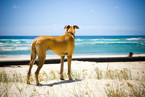 Currumbin Beach Dog Exercise Area