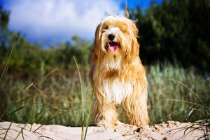 Currumbin Beach Dog Exercise Area