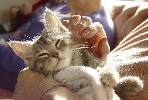 Pets and older people