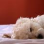 Sleeping Pup