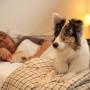 Almost one third of pets sleep with their owners