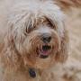 Sandy Dog