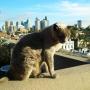 Cat on rooftop