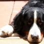 Bernese Puppy