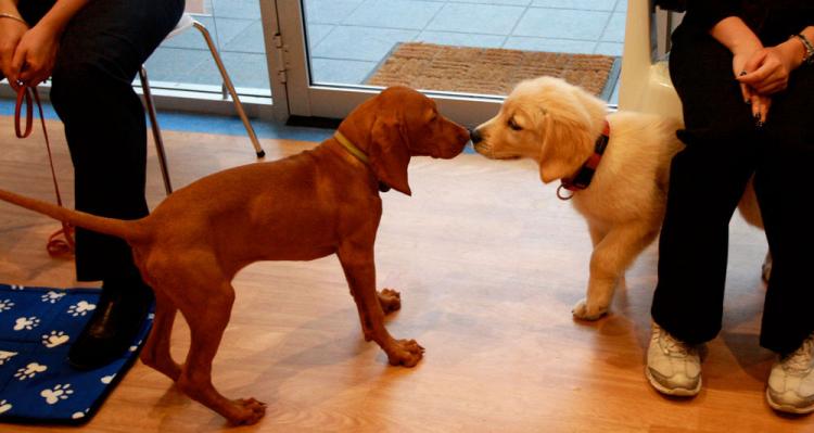Early socialisation is important for puppies