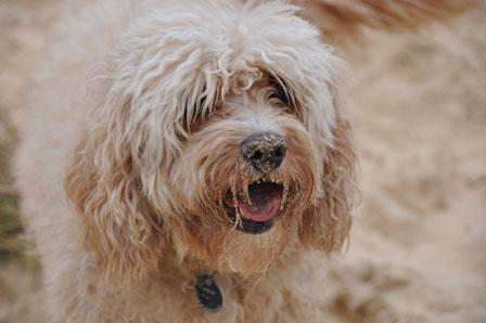 Sandy Dog