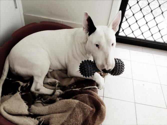 Harry dont take my toy