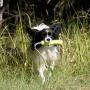 Dogs love to fetch