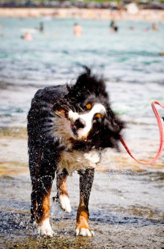 Bernese shaking off water at the beach