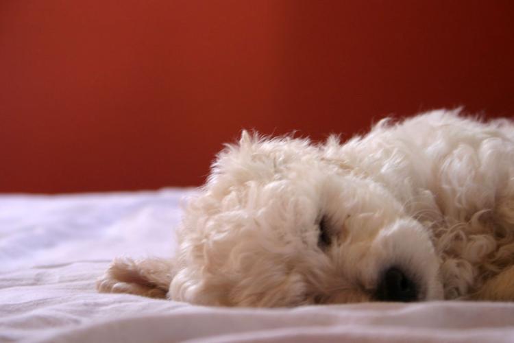 Sleeping Pup
