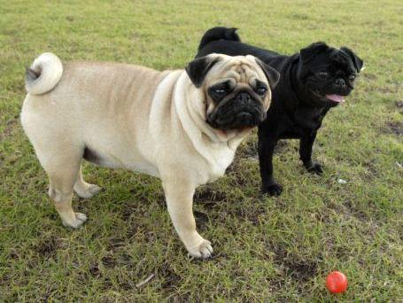Pugs are great city pets