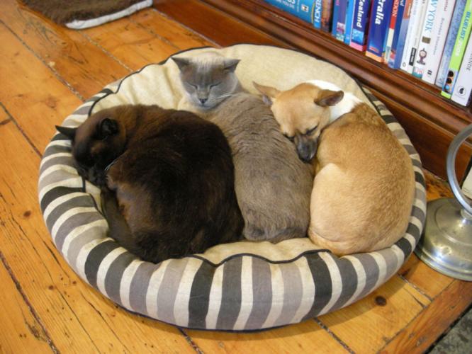 Cats and dogs can live together harmoniously