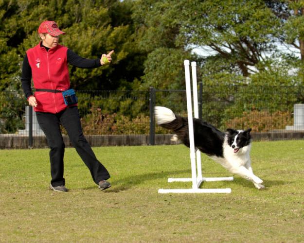 Dogs enjoy agility training