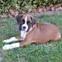 Megs at 8 weeks