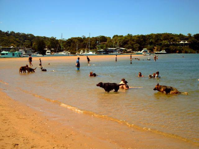 Designated dog beaches allow owners and their dogs to cool off